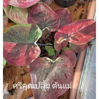 ศรีคุณปลื้มบอนสี  ไม้แรร์ปี65