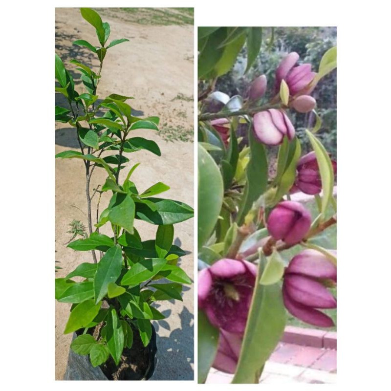 🌱จําปีเเขกแดง🌱ดอกมีกลิ่นหอมดอกออกทั้งปี สูง50-60ซ.ม แบบกิ่งตอน