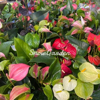 หน้าวัว ☘️   Anthurium 🪴ต้นดอกหน้าวัว มีหลายสี กระถาง5นิ้ว  (ส่งติดดอก)