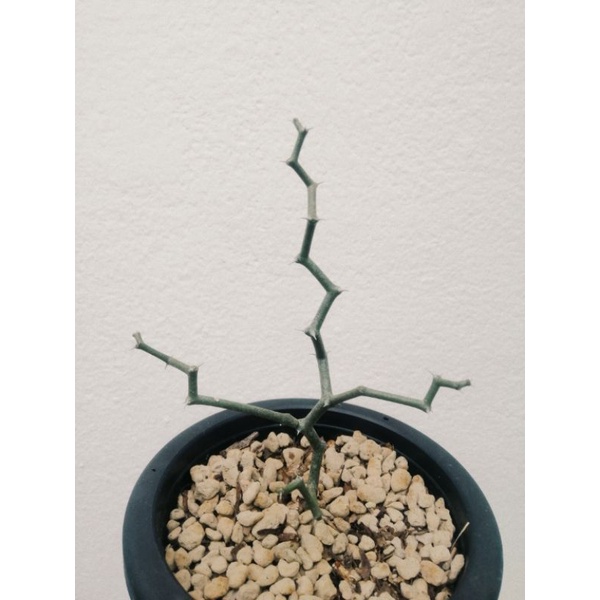 ต้นซิกแซก​มาดากัสการ์​ decarya​ madagascariensis​ (ราคารวมส่งแล้ว)​