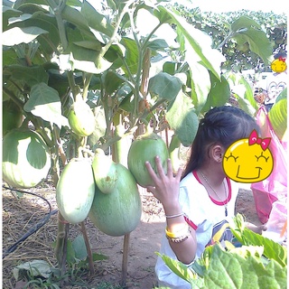 เมล็ดพันธุ์ มะเขือยักษ์ หยกภูพาน (Yok Poo Pan Giant Eggplant Seed) บรรจุ 50 เมล็ด คุณภาพดี ของแท้ 100%