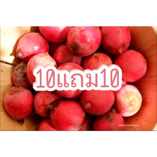 ❤️ชุด10แถม10❤️เมล็ดปาล์มหางกระรอกสดๆ