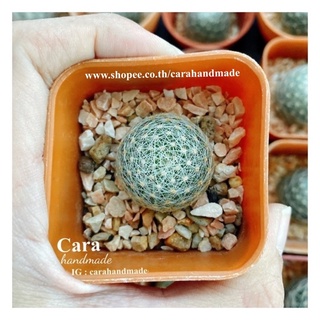 แมมเลนต้า Lenta🌷Mammillaria lenta🌷แมมมิราเรียเลนต้า🌷เลนต้าไม้เมล็ด