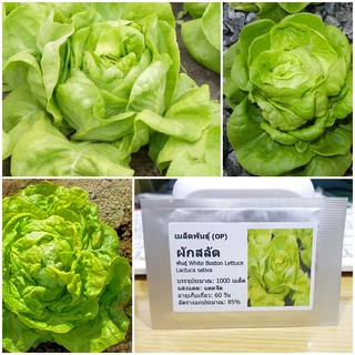 เมล็ดพันธุ์ ผักสลัด ไวท์บอสตัน (White Boston Lettuce Seed) บรรจุ 1000 เมล็ด คุณภาพดี ราคาถูก ของแท้ 100%