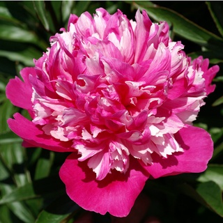 20 เมล็ด เมล็ดโบตั๋น ดอกโบตั๋น ดอกพีโอนี (Peony) สีชมพู Celebrity