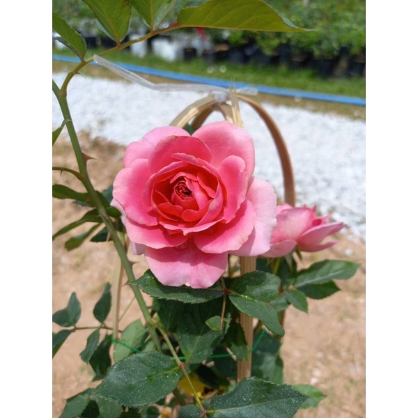 กุหลาบอังกฤษทรงถ้วยRobe - รูปที่ 4