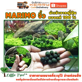 พร้อมส่ง Marimo มาริโมะ สาหร่ายขนาดจิ๋ว นำเข้าจากญี่ปุ่นของแท้ 100% อ่านดูขนาดสินค้าก่อนสั่ง