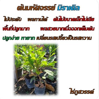 ต้นมหัศจรรย์ มิราเคิล อายุ 18 เดือน พร้อมติดผล ผลทานได้ ในถุงชำ 4 นิ้ว ต้นสูง 15 นิ้ว มหัศจรรย์ เปลี่ยนรสเปรี้ยวเป็นหวาน