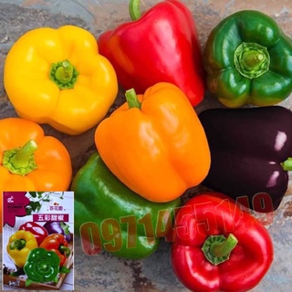 พริกหวาน คละสี/ส้ม/ม่วง/เหลือง/แดง 50เมล็ด  Bell Pepper Color เมล็ดนำเข้า  สายพันธุ์ OP