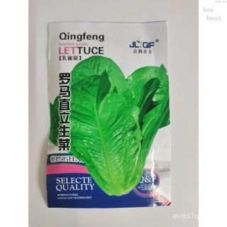 1000 seeds Romaine lettuce โรมันเมล็ดผักกาดหอม ED seeds SX7Y