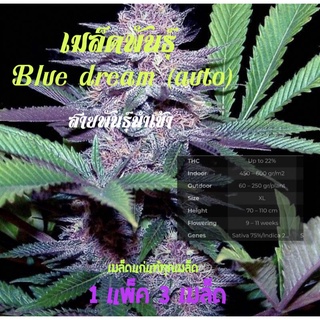 เมล็ดพันธุ์กัญชา Blue dream ของแท้พร้อมปลูก แยกเพศ