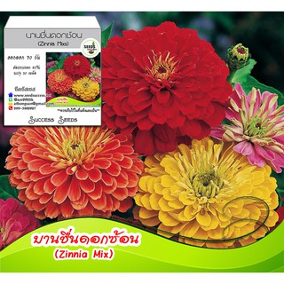 เมล็ดพันธุ์บานชื่นคละสี (Zinnia Mixs) 30 เมล็ด เมล็ดพันธุ์ดอกบานชื่น ดอกไม้คละสี ปลูกได้ตลอดปี ทนแดด ทนฝน สวนสวย