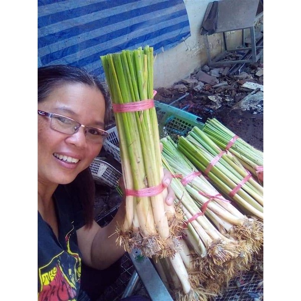 ธูป​ฤาษี​ ขายต้นพันธุ์(1ชุด​20​ต้น​100​บาท​) ตัดยาวประมาณ 30 ถึง 40 cm สำหรับปลูก