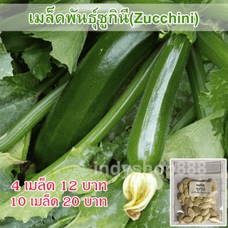 เมล็ดพันธุ์ ซูกินี zucchini  เมล็ดนำเข้า 30 เมล็ด [10 เเถม 1 คละได้]