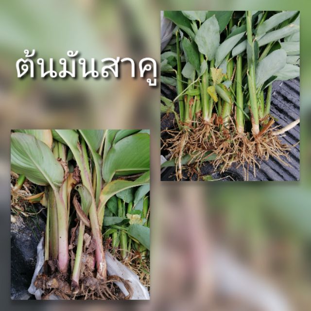 ต้นมันสาคู​ชุดละ​ 10​ ต้นมี​ 2​ สายพันธุ์​ สาคู​จีนและสาคู​ขาว​ เลือกซื้อคละสายพันธุ์​ได้
