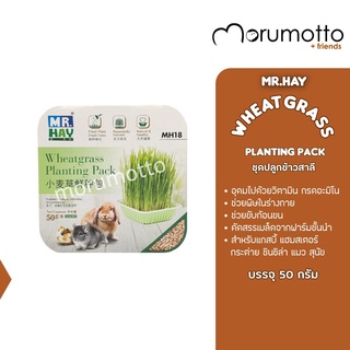 MR.HAY Wheatgrass Planting Pack ชุดปลูกข้าวสาลี สำหรับกระต่าย แกสบี้ ชินชิล่า สุนัข แมว และอื่นๆ (50g)