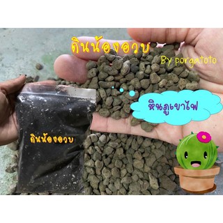 หินภูเขาไฟ อย่างดี แคคตัส cactus