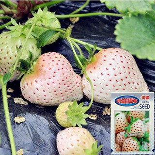 100เมล็ด เมล็ดสตอเบอรรี่สีขาว white strawberry