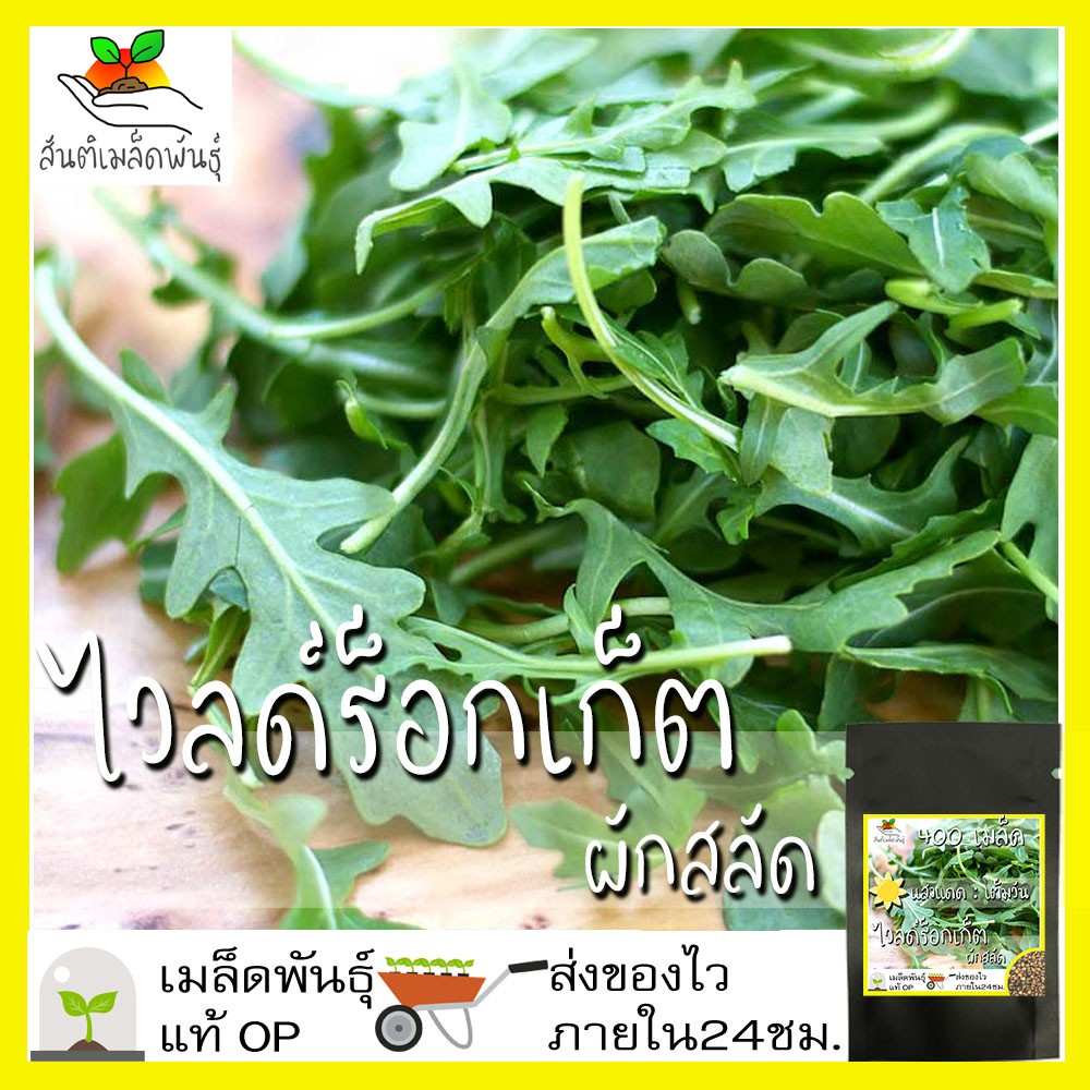 เมล็ดพันธุ์ ไวลด์ร็อกเก็ต 400เมล็ด Wild Rocket Seed เมล็ดพันธุ์แท้100%นำเข้าจากต่างประเทศ ปลูกผัก สวนครัว ถูก ดี ประหยัด