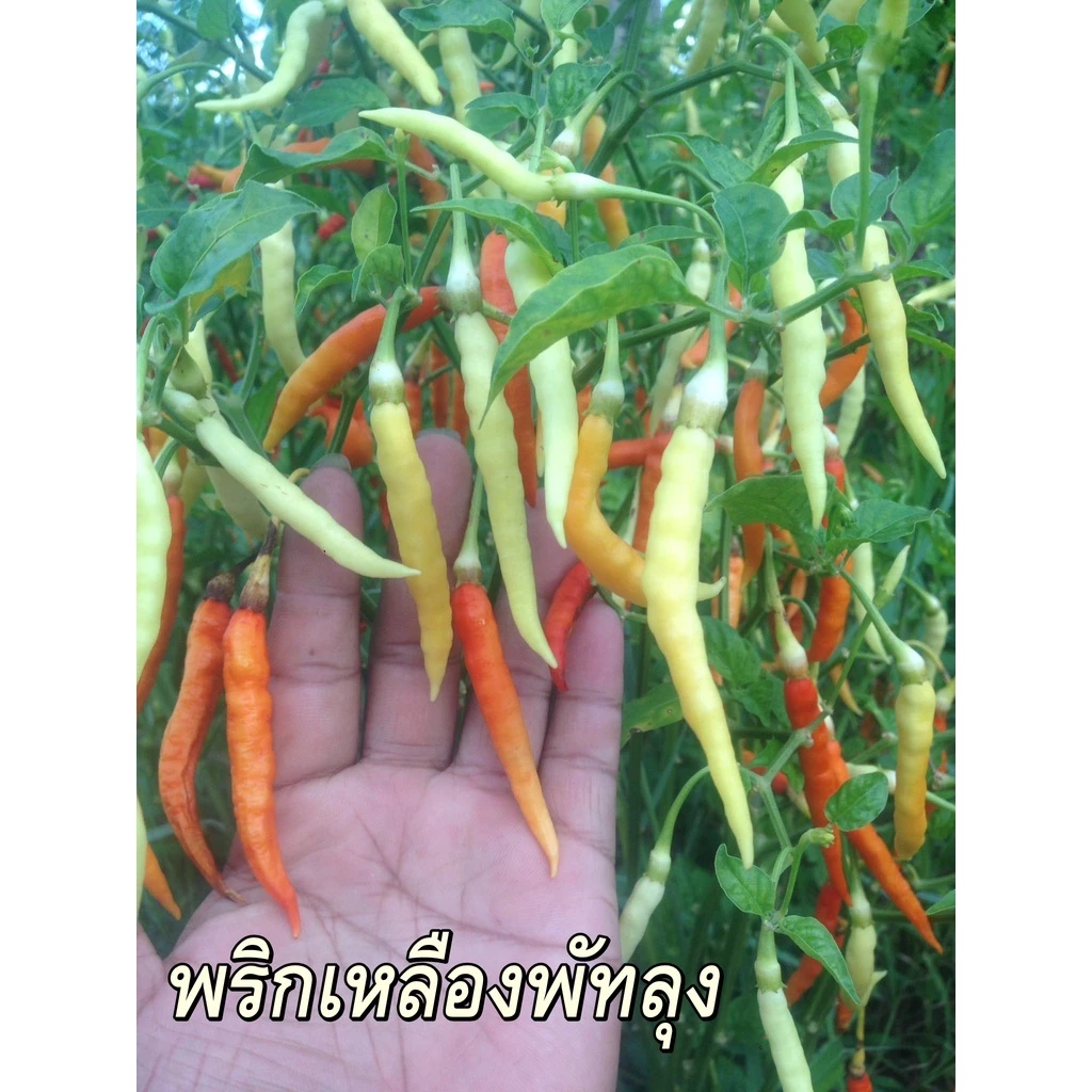 พริกเหลืองพัทลุง/500เมล็ด(3แถม1)เมล็ดพันธุ์พริก