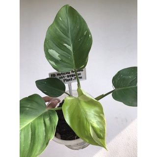 ✅มีของแถมทุกออเดอร์ - Philodendron White Princess Marble - ไม้แรร์