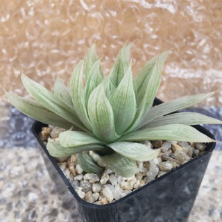 ฮาวอร์เทีย บัวแก้ว harworthia SP.