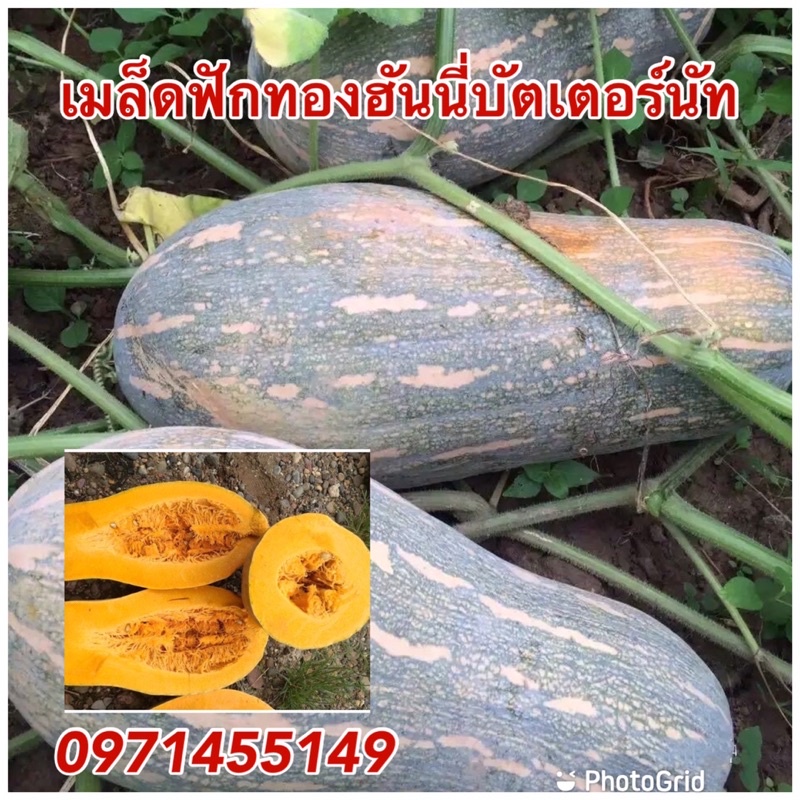 เมล็ดฟักทองฮันนี่บัตเตอร์นัท