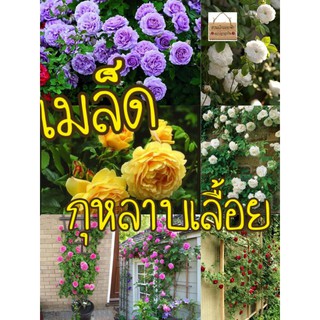 เมล็ด กุหลาบเลื้อย หลายสี 10 เมล็ด สวยมากเมล็ดแท้นำเข้า