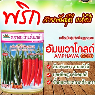 พริกอัมพวาโกลด์ ขนาด 20 และ 50 กรัม AMPHAWA GOLD แข็งแรงผลใหญ่ ตลาดรับซื้อ เมล็ดพันธุ์พริก