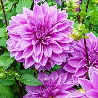 รักเร่ Dahlia สายพันธุ์ Lilac Time นำเข้าจากเนเธอร์แลน หัวสดใหม่ 1 หัว/ออเดอร์