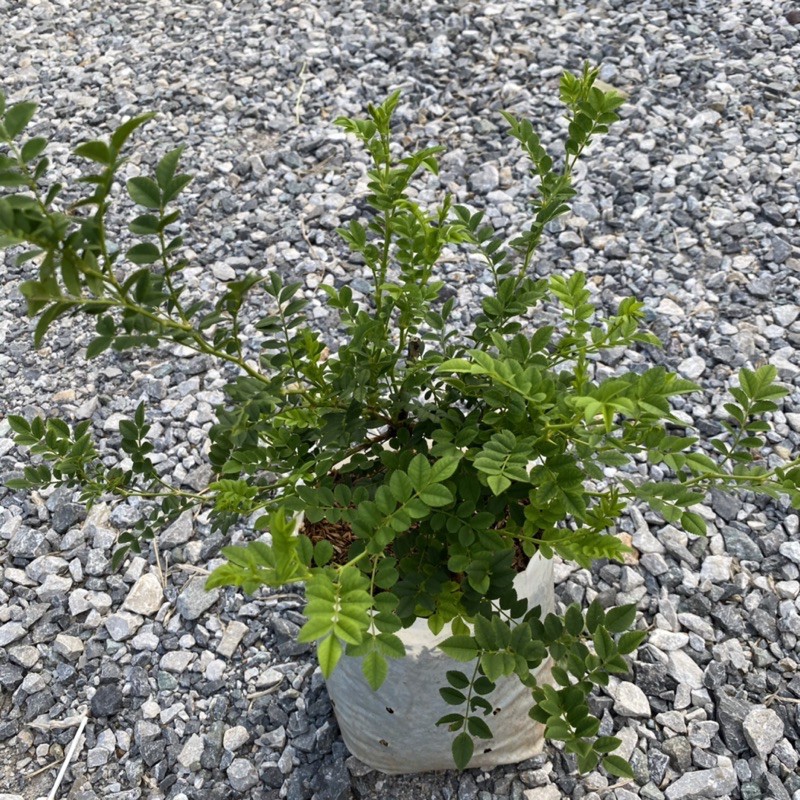 กุหลาบ🌹 Roxburghiii ใบมะขาม ดอกแปลกตา เลี้ยงง่ายทน✨พุ่มสวยมีกลิ่นหอม - รูปที่ 2