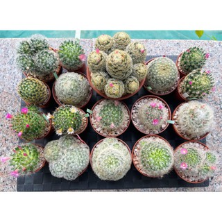 cactus 🌵🌵 ราคาถูกขโมยพี่มาขาย