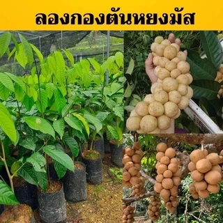 ลองกองตันหยงมัสแท้ เสียบยอดถุุุงใหญ่