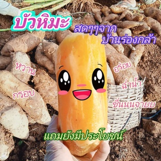 🔥บัวหิมะสดจากบ้านร่องกล้า🔥 ไซส์ใหญ่ 1-3 หัวโล🥔 (ขนาด 1กิโล) ใส่ปลอกกันกระแทกให้ทุกหัว ส่งตรงจากสวน🌱