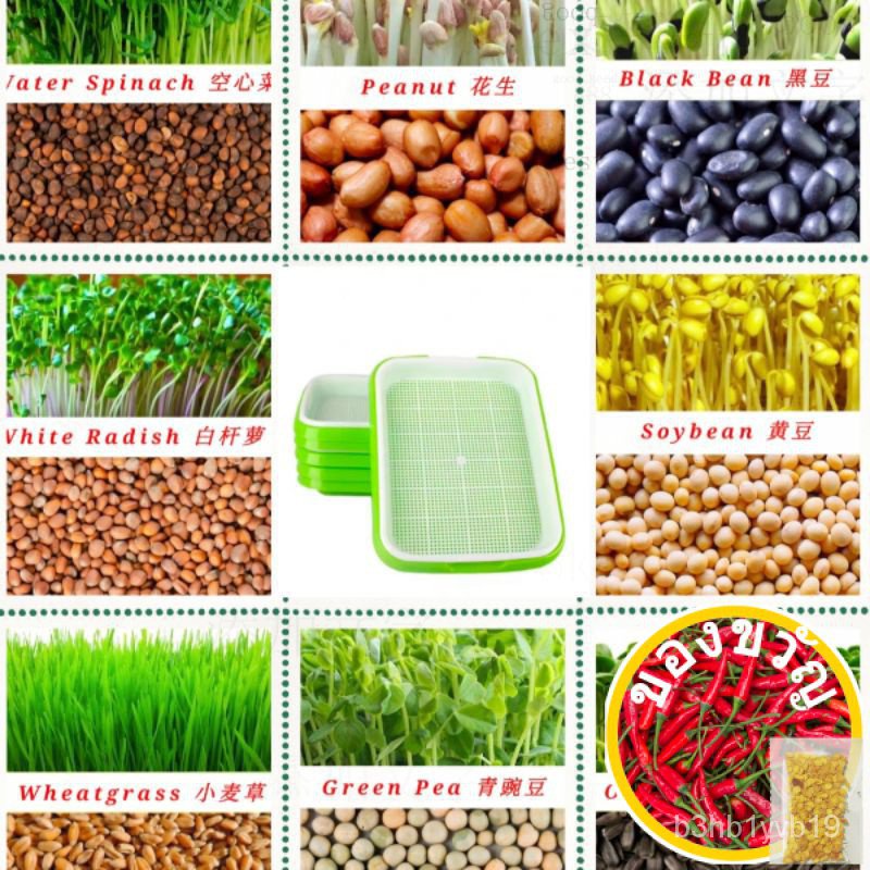 ⭐⭐Organic Microgreen Seeds/Non GMO/Superfood/Many Selection/Premium Quality (High Germination Rate)/หญ้าข้าวสาลี/Wheatgr