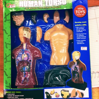 Human torso  หุ่นจำลอง ร่างกายมนุษย์ ชนิดเเยกชิ้นได้