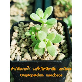 ต้นไม้อวบน้ำ แกร๊ปโตพีทาลัม เมนโดเซ Graptopetalum mendozae มีบริการเก็บเงินปลายทาง