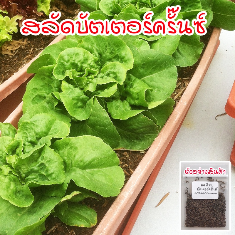 เมล็ด บัตเตอร์ครั๊นซ์ เมล็ดพันผักสลัด Buttercrunch Lettuce บรรจุ 90-300 เมล็ด [ซื้อ 10 แถม 1 คละได้]