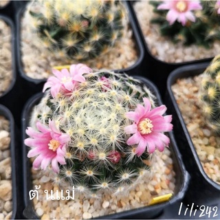 Mammillaria Schiedeana   แมมขนนกเหลือง