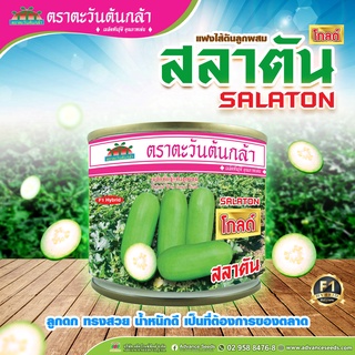 เมล็ดพันธุ์แฟงสลาตัน โกลด์ (ตราตะวันต้นกล้า) ขนาด 50 กรัม