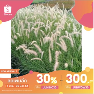 ใส่โคด:JUNINC30 (ลด30%)เมล็ดหญ้าน้ำพุ(fountaingrass)บรรจุ150เมล็ด