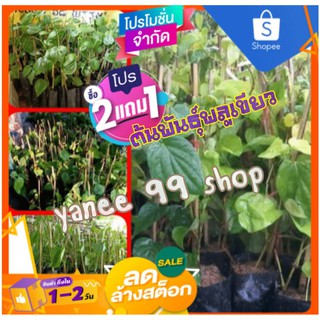 ต้นพันธุ์พลูเขียว/พลูใต้ (3ต้น/แพ็ค) #แบบชำ อายุ 1 เดือน # พันธุ์พลูเขียวท่าแคพัทลุง พลูกินหมาก ใช้รับประทาน  เครื่องเส้