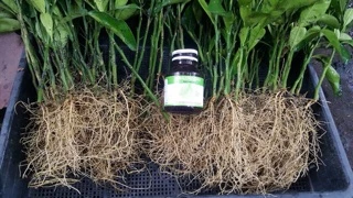 ของแท้ เจลเร่งราก Amazing Gro ขวดใหญ่150ml เข้มข้นได้ผลจริง น้ำยาเร่งราก Rooting gel เร่งราก
