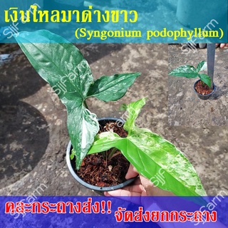 1 กระถาง ต้นเงินไหลมาด่างขาว Syngonium podophyllum คละกระถางส่ง จัดส่งพร้อมกระถาง