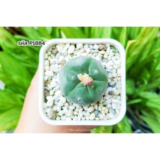 โลโฟโฟร่า (Lophophora) ไม้เพาะเมล็ด น้องเปาอวบๆ แคคตัส ไม้อวบน้ำ