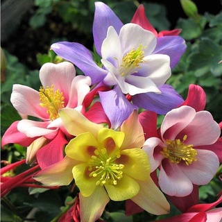 เมล็ดพันธุ์ โคลัมไบน์ aquilegia vulgaris var. stellata columbine barlow 50 เมล็ด เมล็ดพันธุ์นำเข้าจาก อังกฤษ