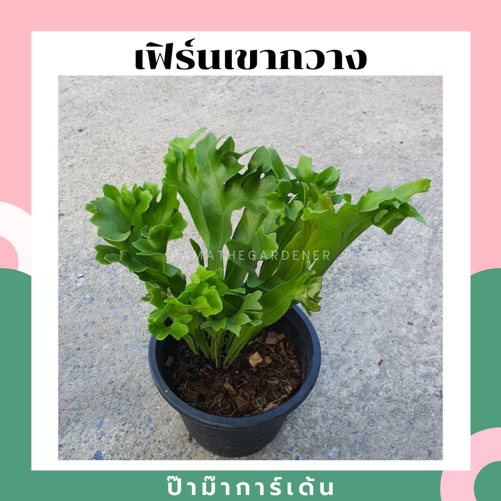 มุมมอง 2