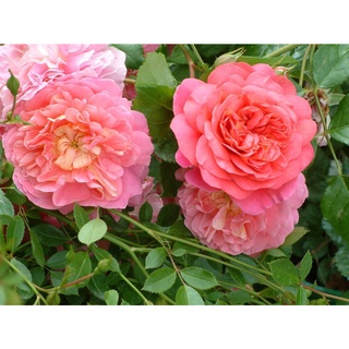 25เมล็ด เมล็ดกุหลาบ อังกฤษ พันธุ์เลื้อย สีชมพู กุหลาบหนู Rose seeds