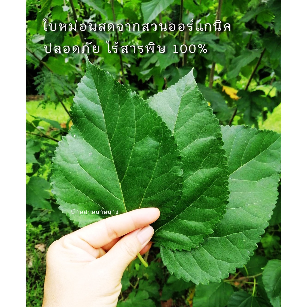 ใบหม่อนสด 200 g. (ประมาณ90-120ใบ) เด็ดสดตามออเดอร์ จากสวนออร์แกนิคปลอดภัยไร้สารพิษ ใบมัลเบอรี่สด