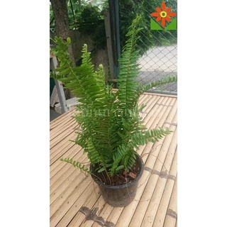 เฟิร์นใบมะขาม ต้นเฟิร์น เฟิร์น ต้นเฟินใบมะขาม เฟิร์นใบมะขาม ต้นเฟิร์นใบมะขาม